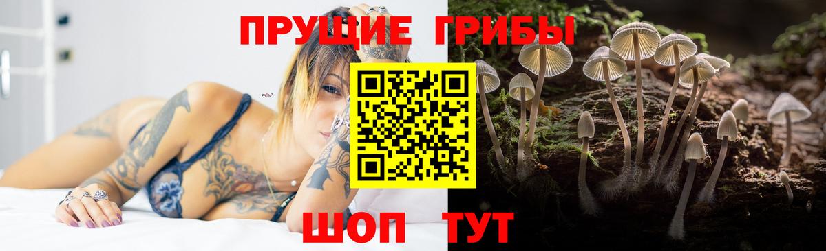 Галлюциногенные грибы Psilocybine cubensis Избербаш
